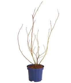 Dehner Gourmet Garten Heidelbeere 'Spartan' -Outdoor Living Verkauf 7665508 WE FS 001 GGHeidelbeereSparten3L