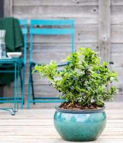 Dehner Gourmet Garten Heidelbeere 'Spartan' -Outdoor Living Verkauf 7665508 WE MO HeidelbeereSpartan