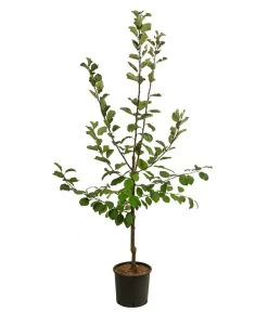 Zwetschge 'Jojo' -Outdoor Living Verkauf 7692635 WE FS 001 PrunusZwetschgeJojo