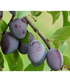 Zwetschge 'Katinka' -Outdoor Living Verkauf 7693252 PR DE 001 PrunusZwetscheKatinkaPixabay