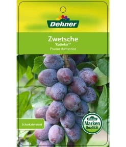 Zwetschge 'Katinka' -Outdoor Living Verkauf 7693252 ZwetscheKatinka Etikett 1