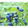 Sibirische Blaubeere 'MyBerry® Sweet' -Outdoor Living Verkauf 7708399 PR DE 001 LoniceraBlaubeereMaibeereFotolia86693979