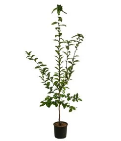 Mispel -Outdoor Living Verkauf 7711088 WE FS 001 MespilusMispelDehnerExpressHerzig