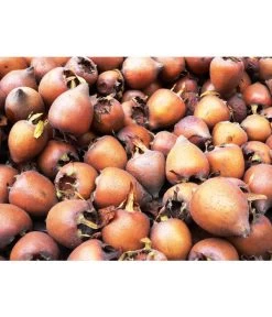 Mispel -Outdoor Living Verkauf 7711088 WE MO 001 MispelMespilusPixabay