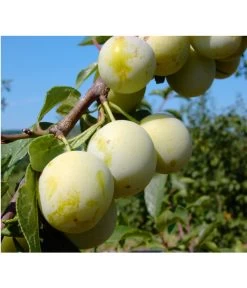 Zwetschgen-Duo 'Nancy/Schönberger' -Outdoor Living Verkauf 7719230 BildFS 001 ZwetscheNancyMirabelleNancyMirabelleBu