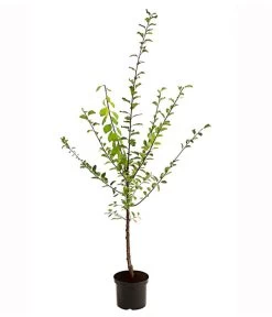 Zwetschgen-Duo 'Nancy/Schönberger' -Outdoor Living Verkauf 7719321 PR FS 001 ZwetschenDuoNancySchoeneberger95LiterDehnerExpressHerzig