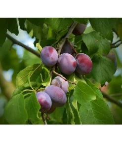 Zwetschgen-Duo 'Nancy/Schönberger' -Outdoor Living Verkauf 7719321 WE DE 001 ZwetschgenDuoNanySchoenebergerPixabay