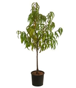 Nektarine 'Fantasia' -Outdoor Living Verkauf 7720170 WE FS 001 PrunusNektarineFantasiaDehnerExpressHerzig