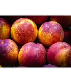 Nektarine 'Fantasia' -Outdoor Living Verkauf 7720170 WE MO 002 NektarineFantasiaPixabay