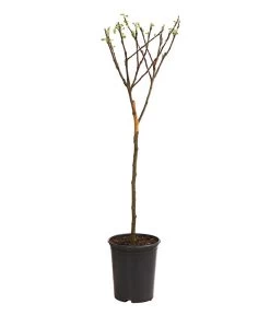 Zwergapfel -Outdoor Living Verkauf 7723950 WE FS 001 ZwergapfelObstZwergeKidsDehnerExpressHerzig