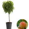 Zwergpfirsich 'Bonanza' -Outdoor Living Verkauf 7723992 WE FS 001 ZwergpfirsichBonanza