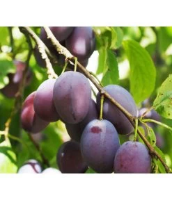 Zwergpflaume 'Hanna' -Outdoor Living Verkauf 7724008 PR DE 001 ZwertobstObstzwergPflaumeFruchtPixabayRet
