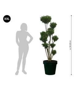 XXL Pompon-Olivenbaum, Ca. 180-200 Cm -Outdoor Living Verkauf 7724768 WE BG 001 XXLPomponOlivenbaum180200