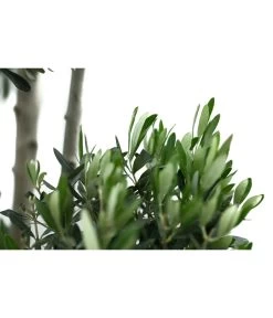 XXL Pompon-Olivenbaum, Ca. 180-200 Cm -Outdoor Living Verkauf 7724768 WE DE 001 XXLPompon Olivenbaum180 200cm