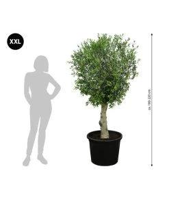 XXL Olivenbaum, Ca. 180-220 Cm -Outdoor Living Verkauf 7724784 WE BG 001 XXLOlivenbaum180200cm