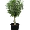 XXL Olivenbaum, Ca. 180-220 Cm -Outdoor Living Verkauf 7724784 WE FS 001 XXLOlivenbaum180 220cm