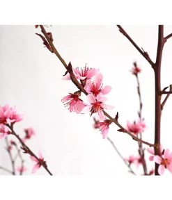 Pfirsich 'Rubira', Rotblättrig -Outdoor Living Verkauf 7728819 WE DE 001 PfirsichRotblaettrigDehnerExpressHerzig