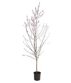 Pfirsich 'Rubira', Rotblättrig -Outdoor Living Verkauf 7728819 WE FS 001 PfirsichRotblaettrigDehnerExpressHerzig