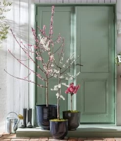 Pfirsich 'Rubira', Rotblättrig -Outdoor Living Verkauf 7728819 WE MO 001 PfirsichPrunusPersica Content Fruehlingsstory 2023