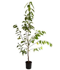 Süßkirsche 'Regina' -Outdoor Living Verkauf 7738677 WE FS 001 SuesskirscheReginaBusch