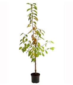 Kirschen-Duo 'Regina/Merchant' -Outdoor Living Verkauf 7738800 PR FS 001 KirschenDuoReginaMerchant95LiterDehnerExpressHerzig