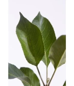 Sommerapfel 'Roter James Grieve' -Outdoor Living Verkauf 7745730 PR DE 001 ApfelRoterJamesGrieveMalusBusch95LiterDehnerExpressZS