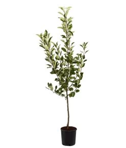 Sommerapfel 'Roter James Grieve' -Outdoor Living Verkauf 7745730 PR FS 001 ApfelRoterJamesGrieveMalusBusch95LiterDehnerExpressZS