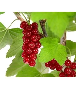Rote Säulenjohannisbeere -Outdoor Living Verkauf 7745946 WE DE 001 RibesJohannisbeereRovadaFU5L