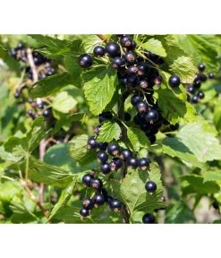 Schwarze Säulenjohannisbeere -Outdoor Living Verkauf 7752785 PR DE 001 RibesSaeulenjohannisbeereSchwarzPixabay