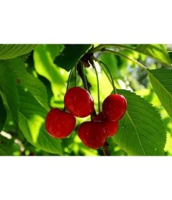 Sauerkirsche 'Schattenmorelle' -Outdoor Living Verkauf 7753262 WE MO 002 SauerkirscheSchattenmorellePixabay