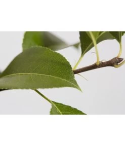 Süßkirsche 'Sunburst' -Outdoor Living Verkauf 7760614 PR DE 001 KirscheSunburstPrunusBusch95LiterDehnerExpressZS