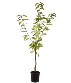 Süßkirsche 'Sunburst' -Outdoor Living Verkauf 7760614 PR FS 001 KirscheSunburstPrunusBusch95LiterDehnerExpressZS