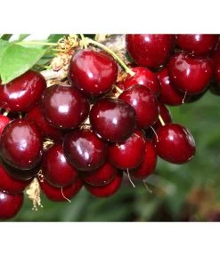 Süßkirsche 'Sunburst' -Outdoor Living Verkauf 7760614 PR MO 001 KirscheSunburst