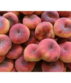 Dehner Tellerpfirsich