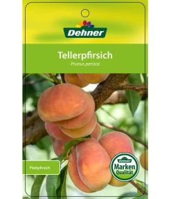 Dehner Tellerpfirsich -Outdoor Living Verkauf 7763378 Tellerpfirsich Etikett 1