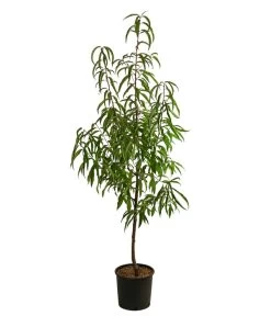 Tellernektarine -Outdoor Living Verkauf 7763386 WE FS 001 PrunusTellernektarineDehnerExpressHerzig