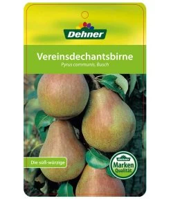 Herbstbirne 'Vereinsdechant' -Outdoor Living Verkauf 7772064 BirneVereinsdechant Etikett 1