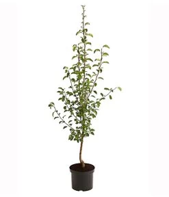 Herbstbirne 'Vereinsdechant' -Outdoor Living Verkauf 7772064 PR FS 001 BirneVereinsdechantPyrusBusch95LiterDehnerExpressHerzig