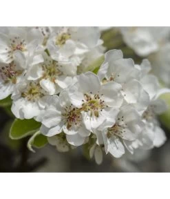 Herbstbirne 'Vereinsdechant' -Outdoor Living Verkauf 7772064 PR FS 011 PyrusVereinsdechantBirnePixabay