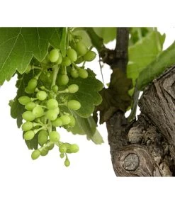 Weinrebenstamm 6 Weinrebenstamm -Outdoor Living Verkauf 7773617 PR DE 001 VitisXLWeintraubenDehnerExpressHerzig