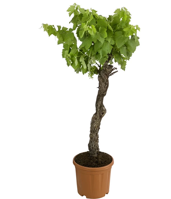 Weinrebenstamm 3 Weinrebenstamm