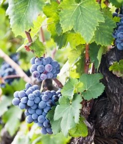 Weinrebenstamm 7 Weinrebenstamm -Outdoor Living Verkauf 7773617 PR MO 001 WeinrebenStammXXL Fotolia