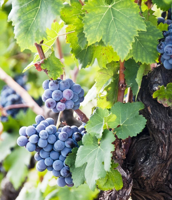 Weinrebenstamm 5 Weinrebenstamm – Bild 3