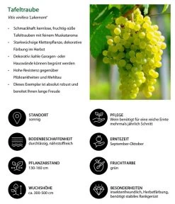 Tafeltraube 'Lakemont' -Outdoor Living Verkauf 7778772 WE IG 001 TafeltraubeVitisviniferaLakemont