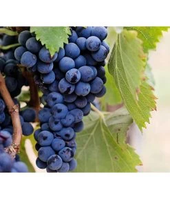 Dehner Gourmet Garten Tafeltraube 'Muscat Blue' 8 Dehner Gourmet Garten Tafeltraube 'Muscat Blue' -Outdoor Living Verkauf 7779101 PR DE 002 VitisWeintraubenMuscatBleuPixabay