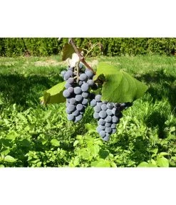 Dehner Gourmet Garten Tafeltraube 'Muscat Blue' 9 Dehner Gourmet Garten Tafeltraube 'Muscat Blue' -Outdoor Living Verkauf 7779101 WE DE 002 WeintraubeBlauerMuskatellerPixabay