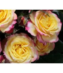 Zwergrose 'Tropical Clementine®' 5 Zwergrose 'Tropical Clementine®' -Outdoor Living Verkauf 7802952 PR DE 003 ZwergroseTropicalClementineTantau