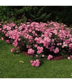 Bodendeckerrose 'Mirato®' -Outdoor Living Verkauf 7803091 WE DE 002 BodendeckerRoseMiratoTantauPink