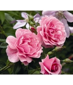 Outdoor Living Verkauf -Outdoor Living Verkauf 7803174 PR DE 002 KletterroseCamelotTantau