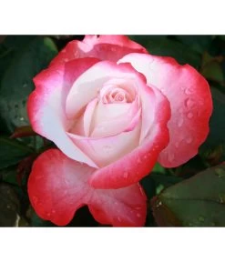 Nostalgie®-Edelrose Rosenromantik, 3er-Set -Outdoor Living Verkauf 7803513 WE DE 002 NostalgieEdelroseTantauCremeweissKirschRet